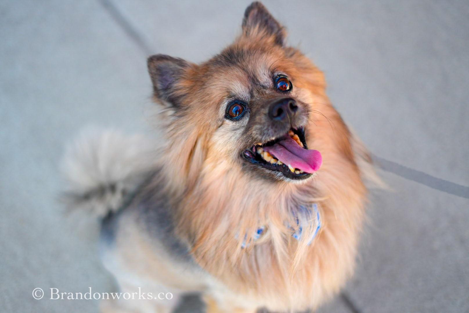 Enlarge Jojo **No Adoption Fee Through March** - SPECIAL NEEDS, an adopted Pomeranian in Stafford, VA image 6/6