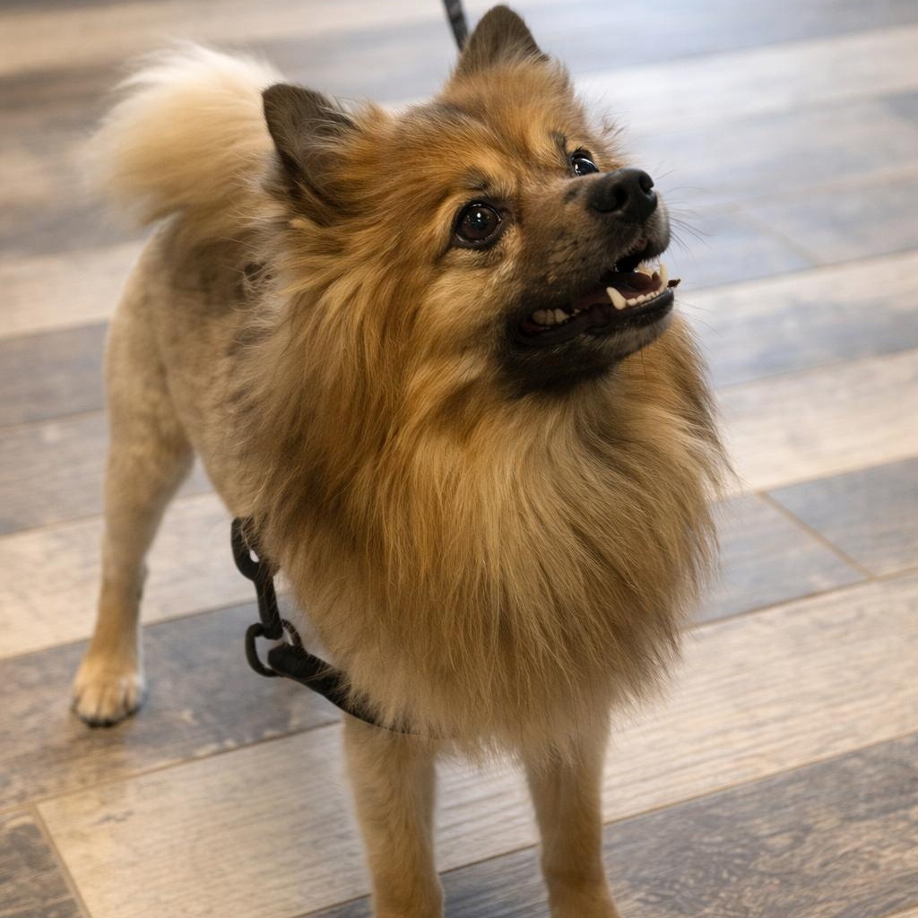 Enlarge Jojo **No Adoption Fee Through March** - SPECIAL NEEDS, an adopted Pomeranian in Stafford, VA image 2/6