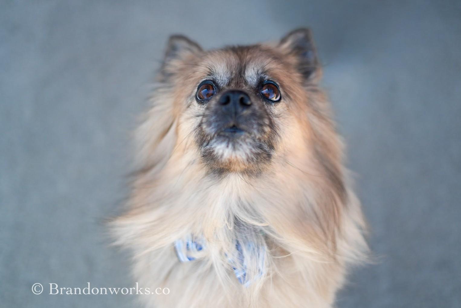 Enlarge Jojo **No Adoption Fee Through March** - SPECIAL NEEDS, an adopted Pomeranian in Stafford, VA image 3/6