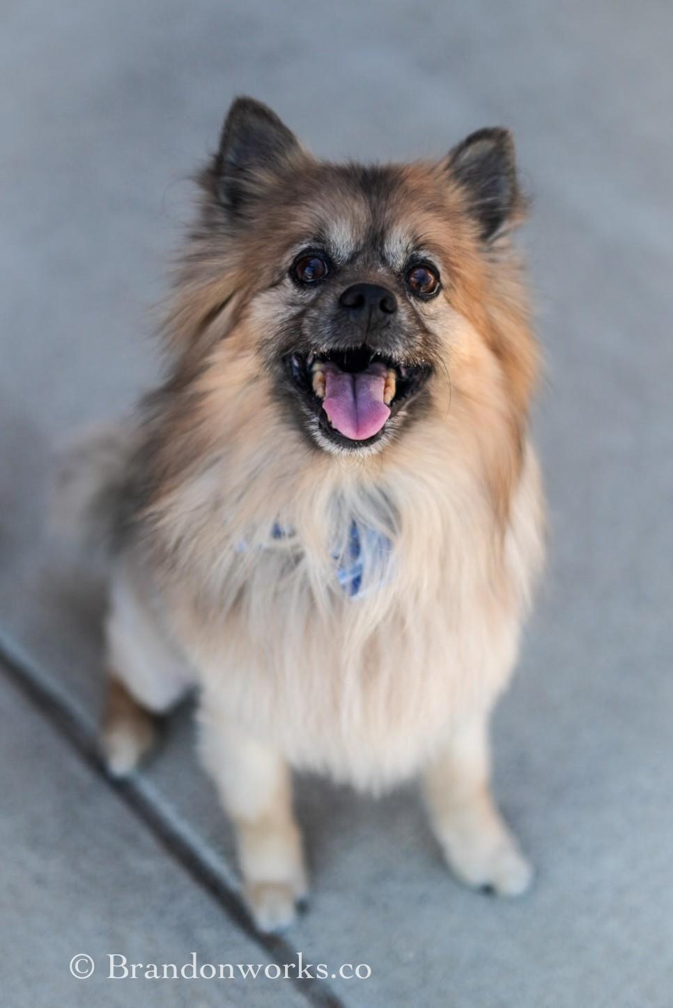 Jojo **No Adoption Fee Through March** - SPECIAL NEEDS, adopted, Senior Male Pomeranian.