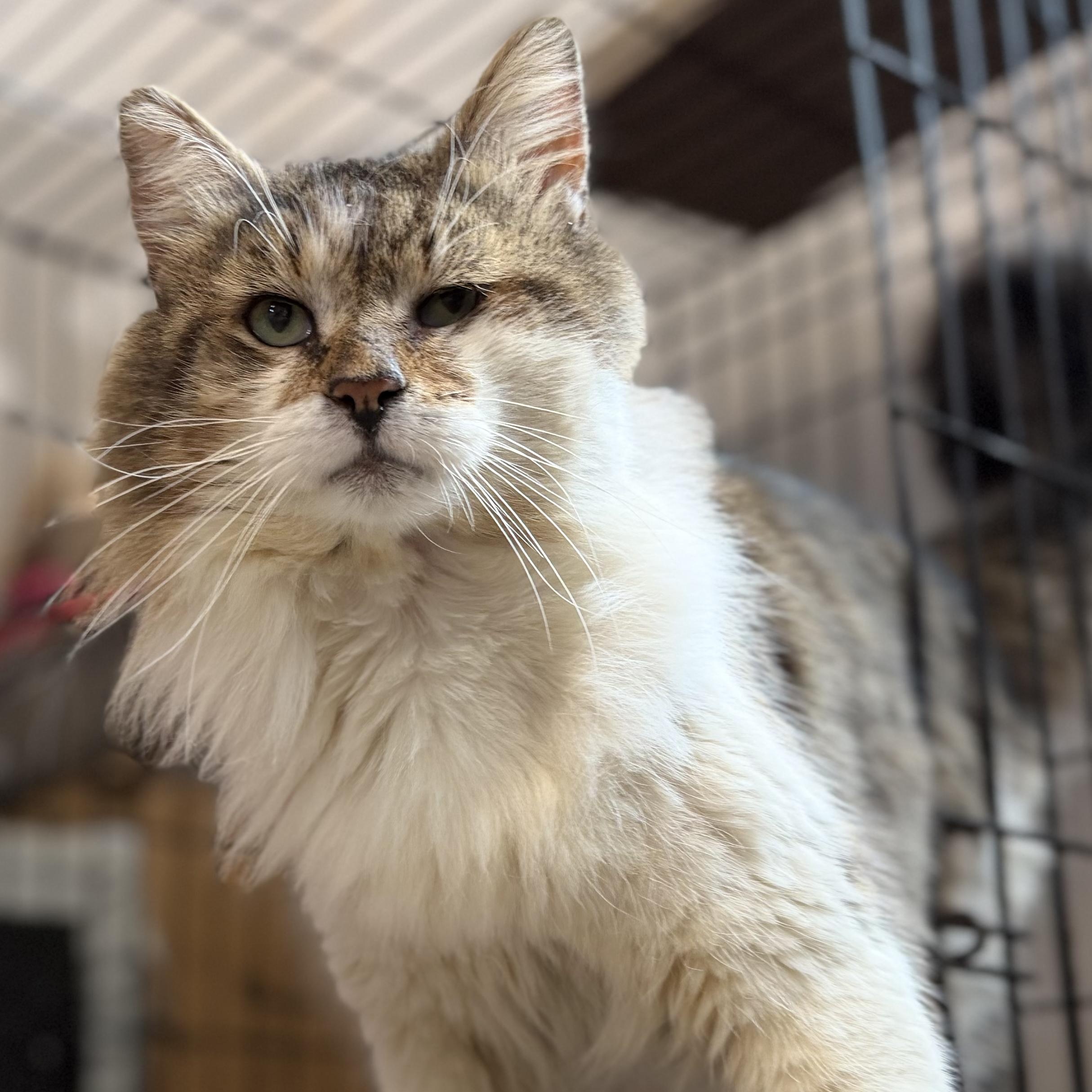 Thurgood, ADOPTABLE, Senior Male Domestic Long Hair.