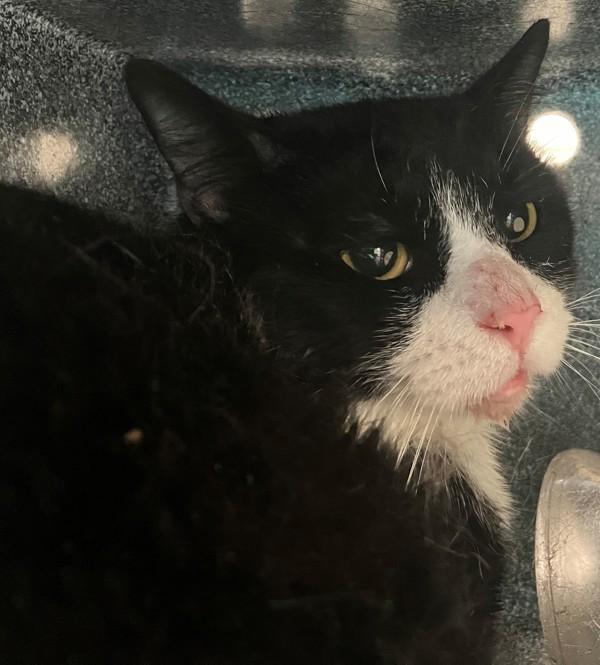 Wavy, Adoptable, Adult Male Domestic Short Hair.