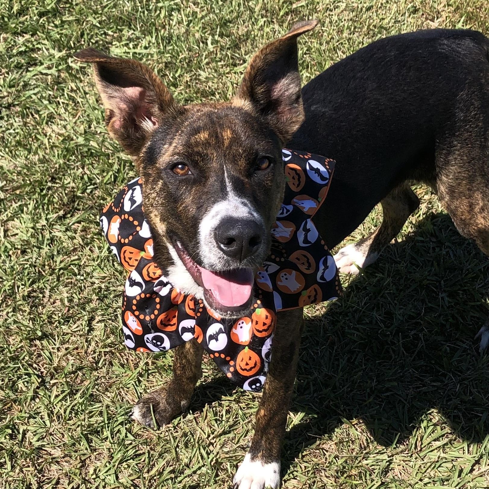 Gypsy, an adoptable Terrier in Magnolia Springs, AL, 36555 | Photo Image 4