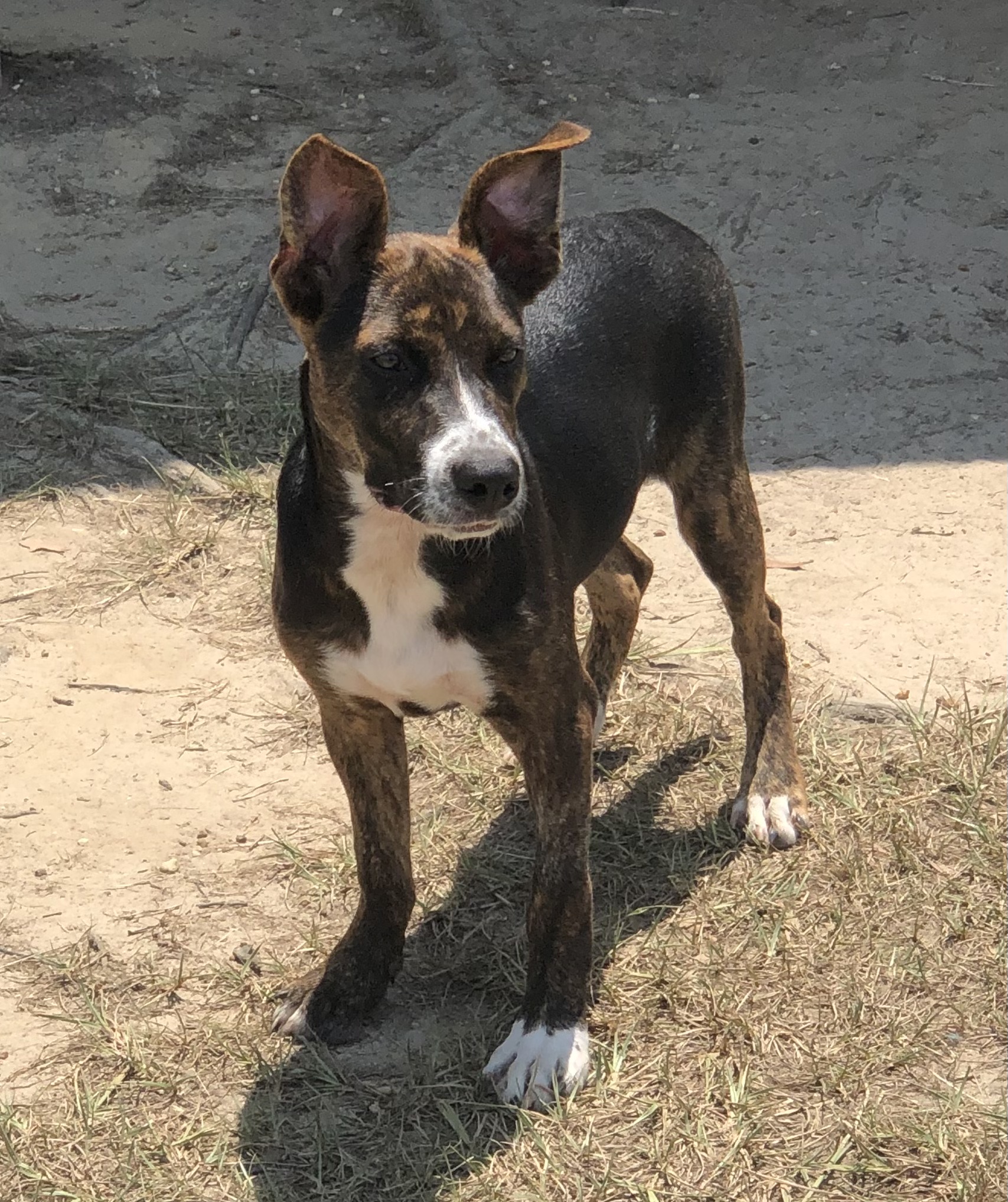 Gypsy, an adoptable Terrier in Magnolia Springs, AL, 36555 | Photo Image 3