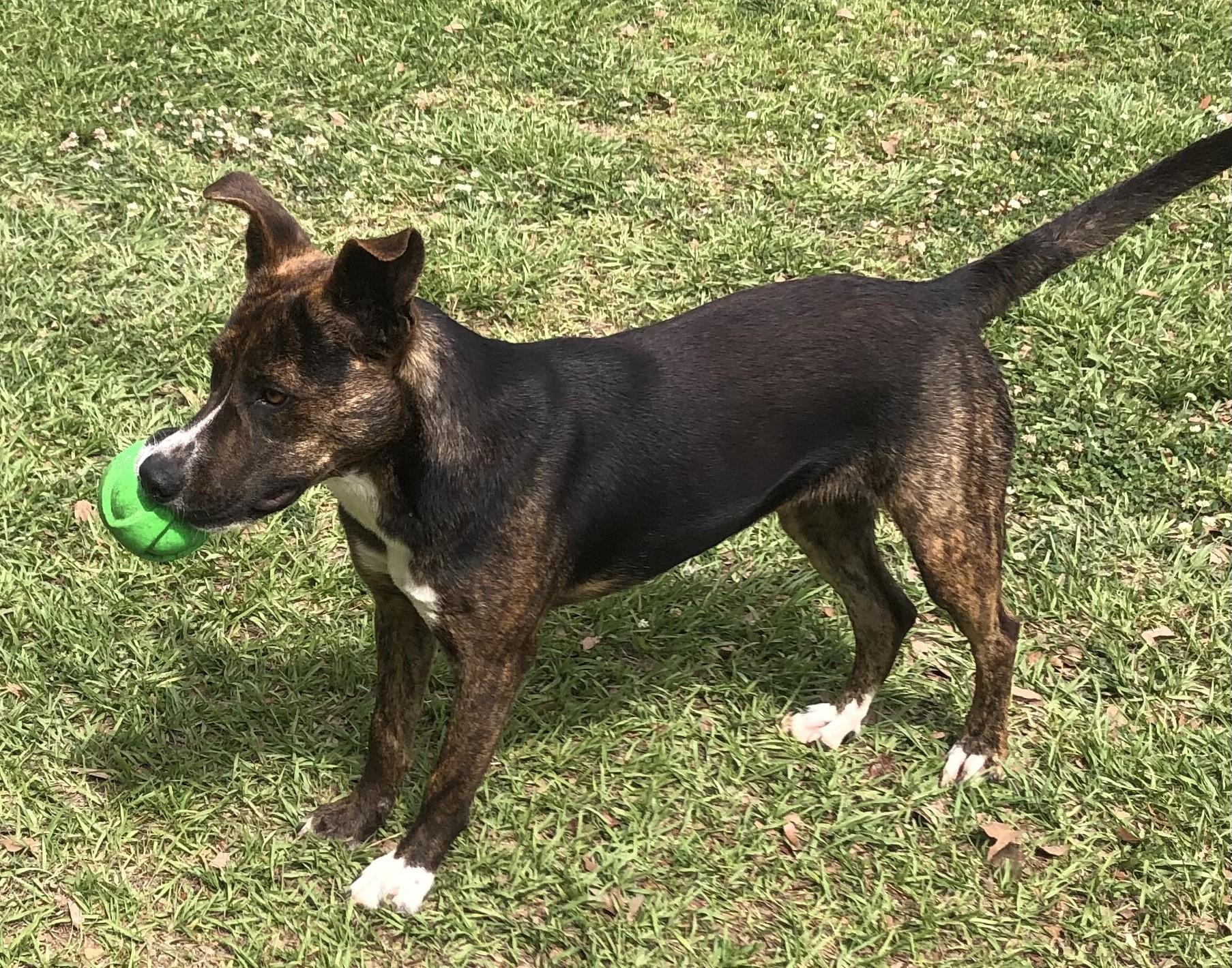 Gypsy, an adoptable Terrier in Magnolia Springs, AL, 36555 | Photo Image 5
