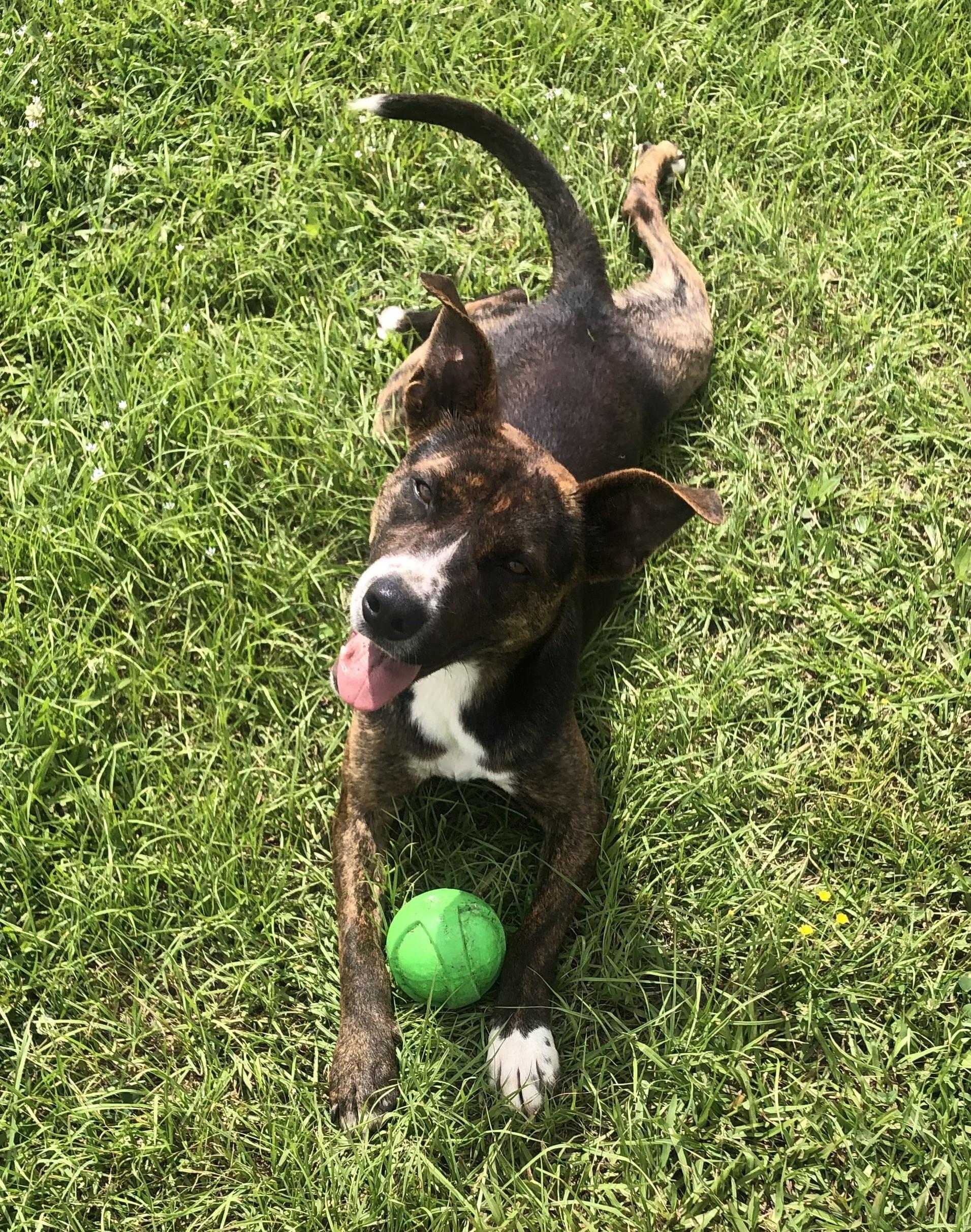 Gypsy, an adoptable Terrier in Magnolia Springs, AL, 36555 | Photo Image 2