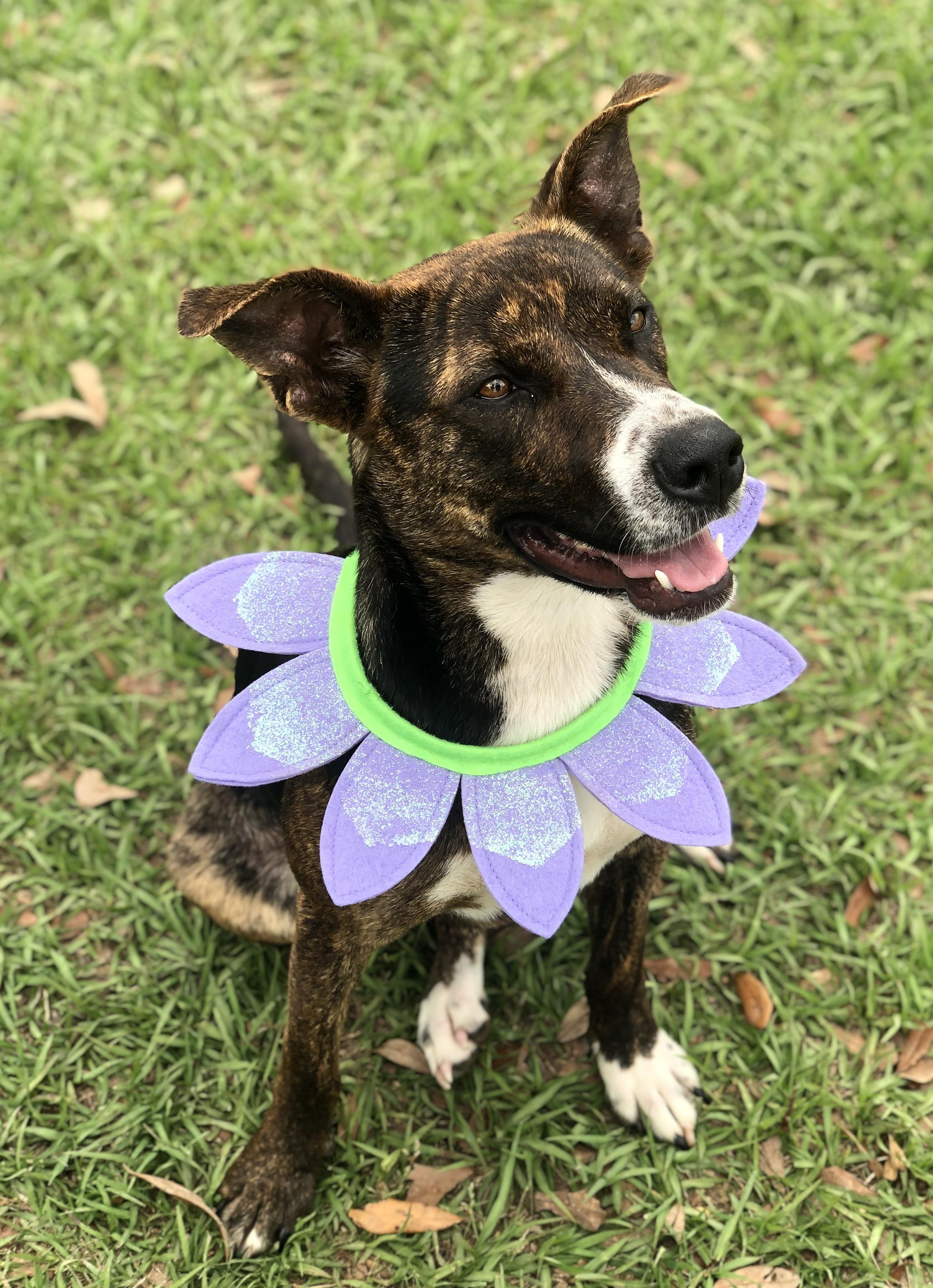 Gypsy, an adoptable Terrier in Magnolia Springs, AL, 36555 | Photo Image 1