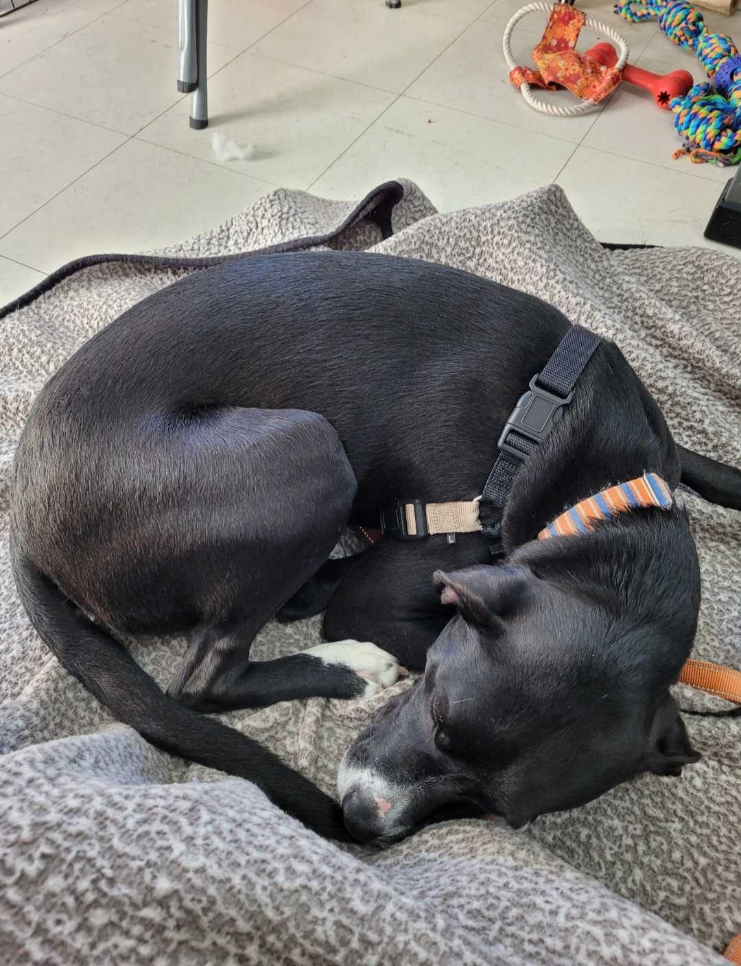 Enlarge Rein, a ADOPTABLE mixed breed in Nantucket, MA image 3/4