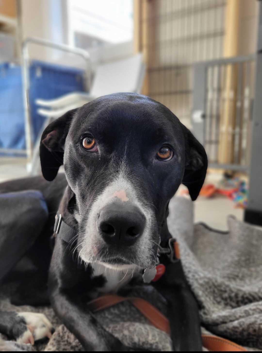 Enlarge Rein, a ADOPTABLE mixed breed in Nantucket, MA image 2/4