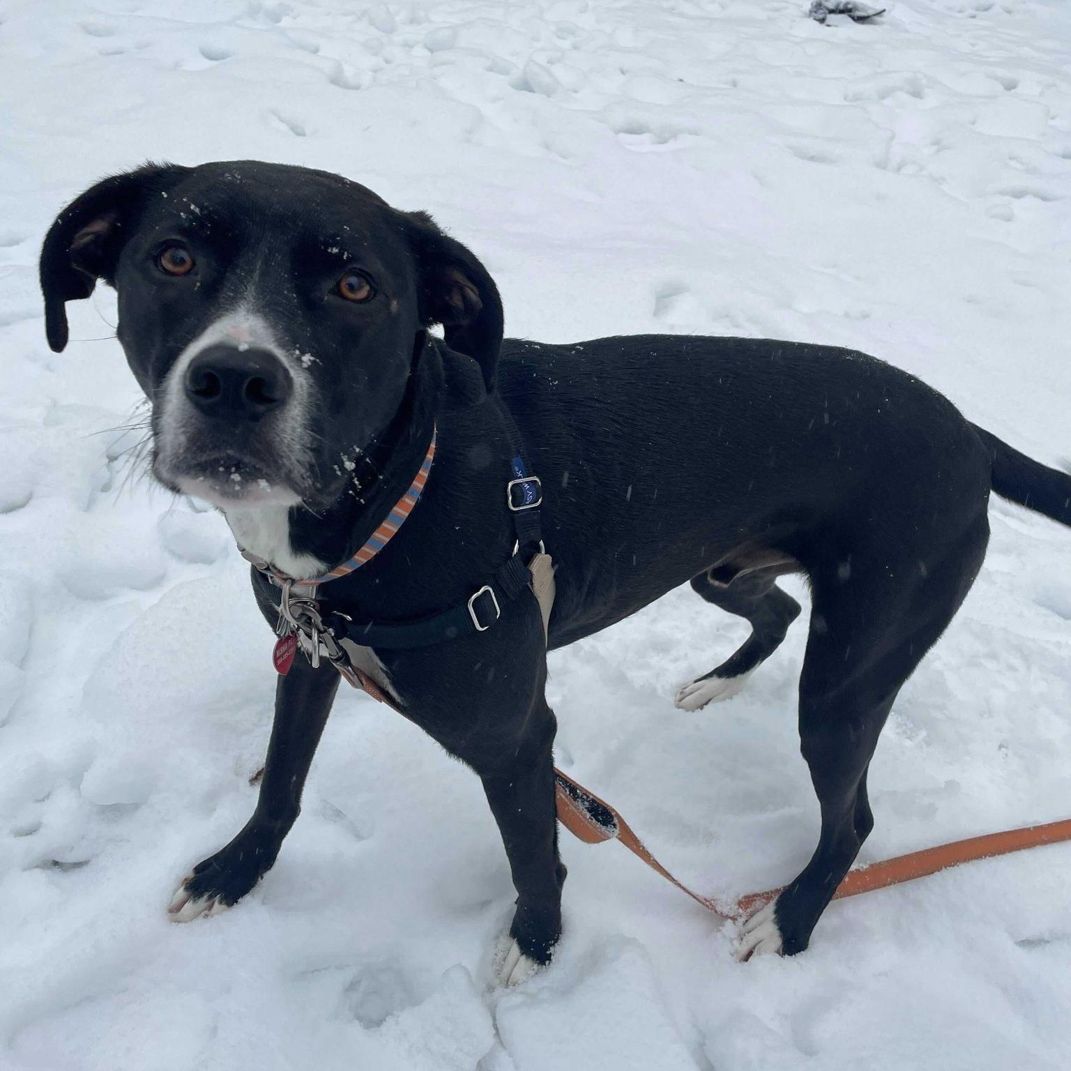 Enlarge Rein, a ADOPTABLE mixed breed in Nantucket, MA image 1/4