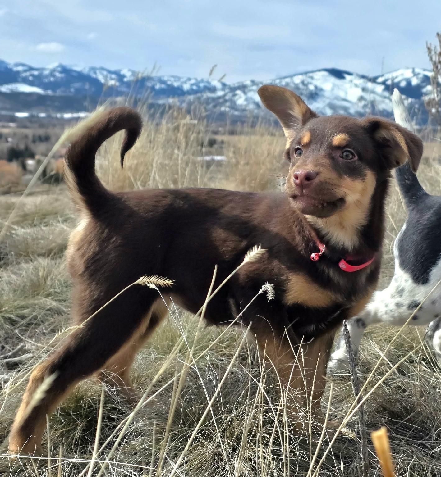 Stetson, Adoptable, Puppy Female Australian Shepherd & Labrador Retriever.