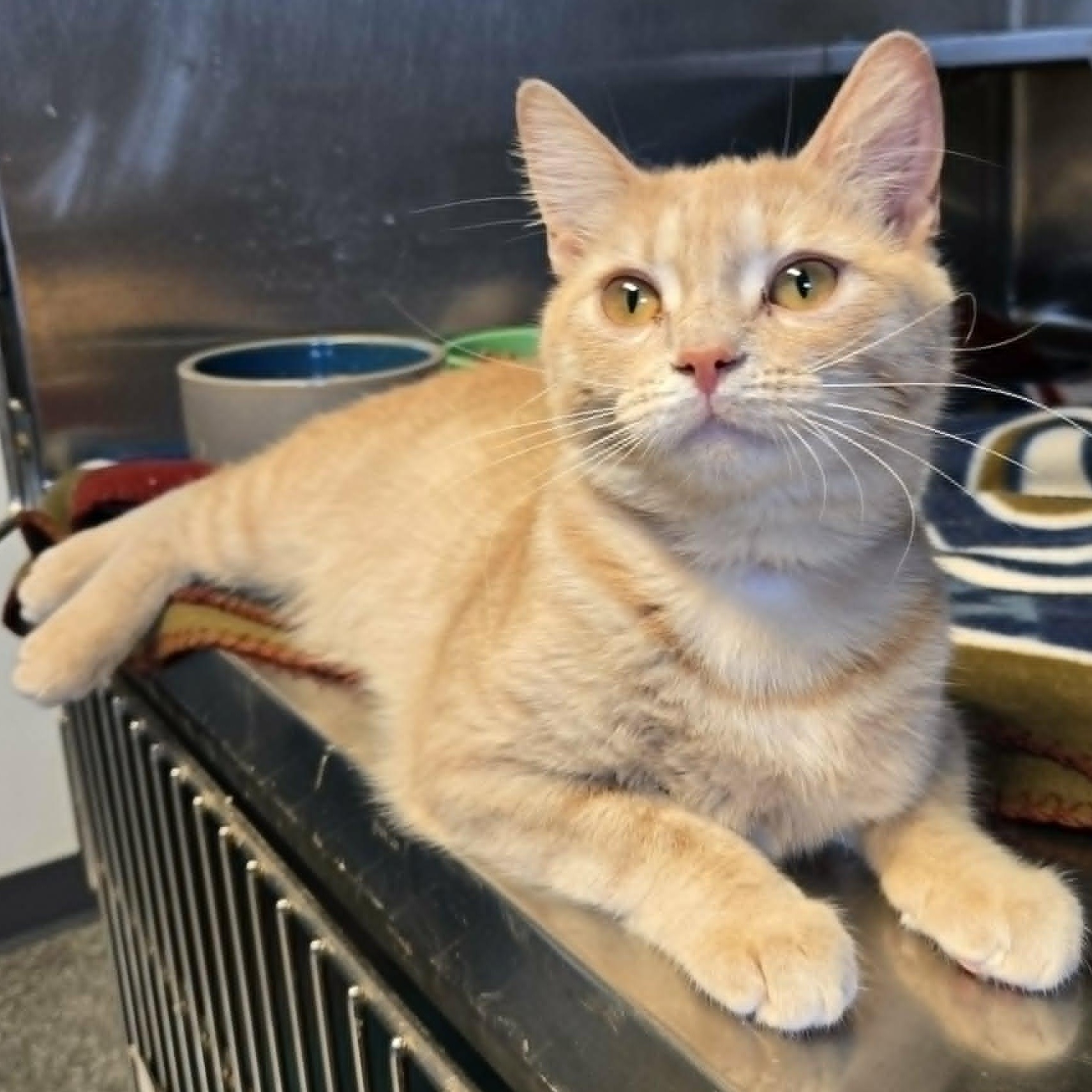 Rumi, an adopted Domestic Short Hair in Watertown, WI image 1/2
