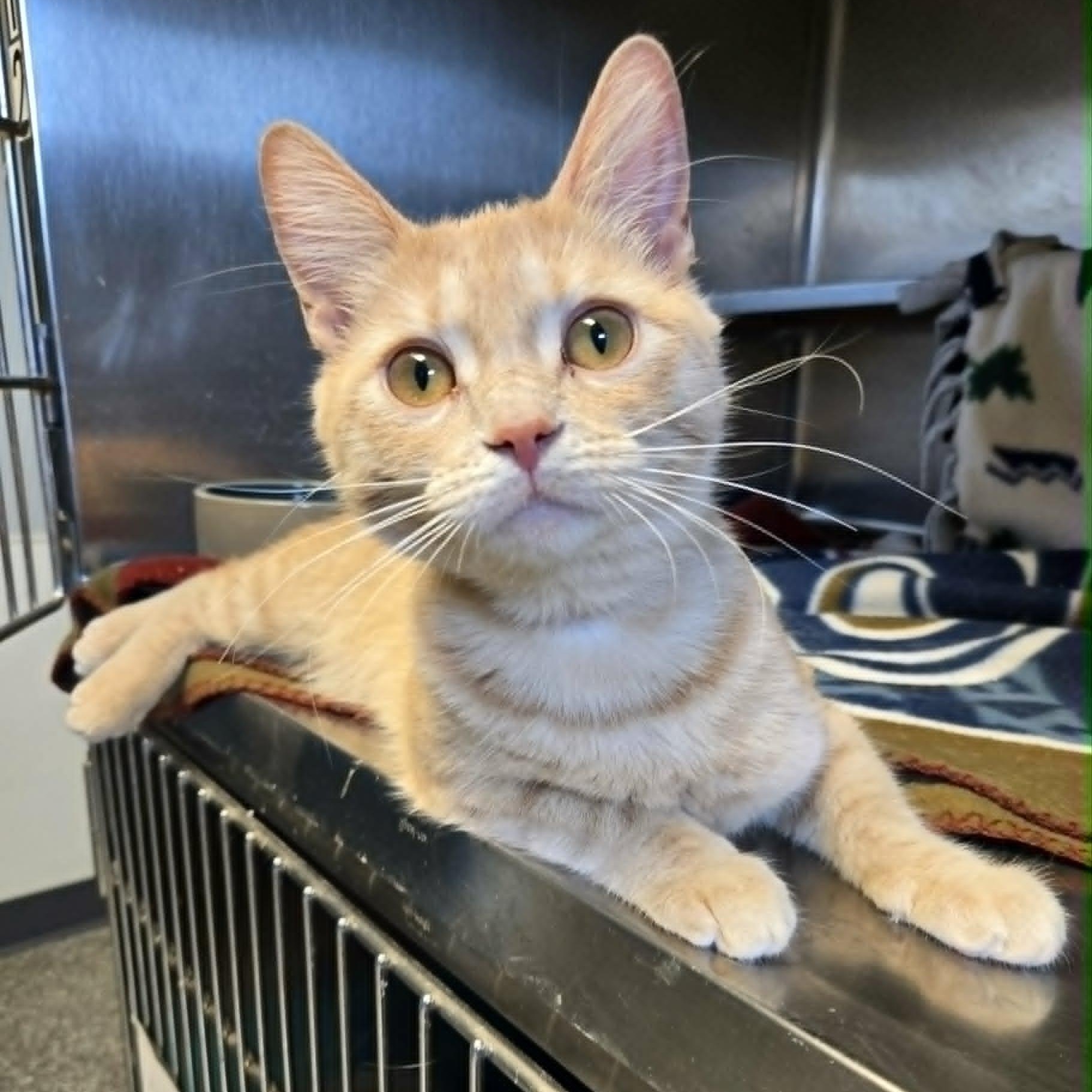 Rumi, an adopted Domestic Short Hair in Watertown, WI image 2/2