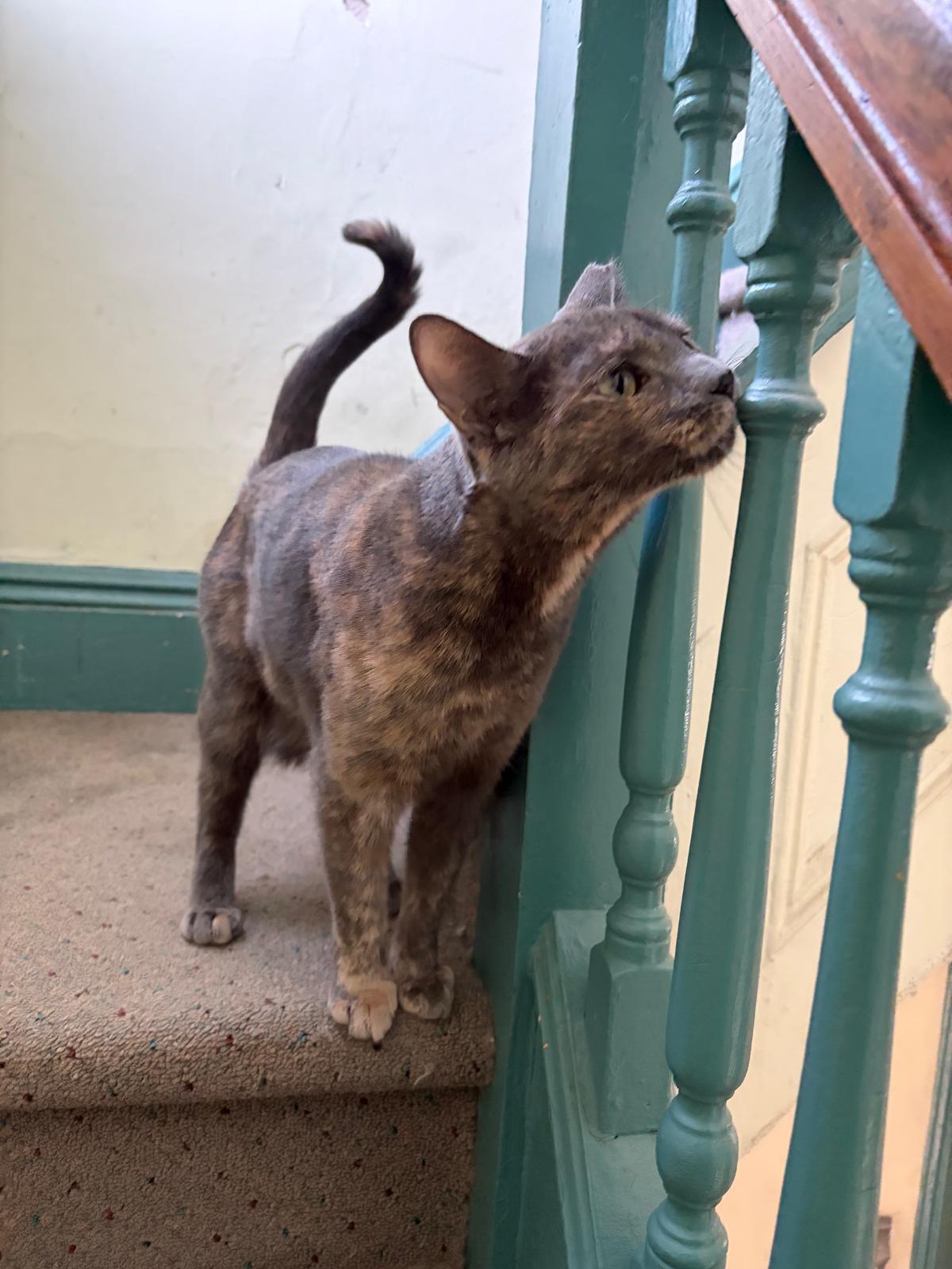 Enlarge Callie, a Adoptable Domestic Short Hair in Brooklyn, NY image 3/3