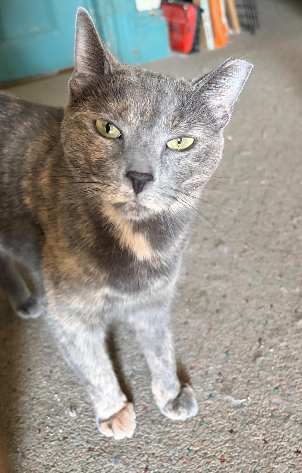 Callie, Adoptable, Young Female Domestic Short Hair.