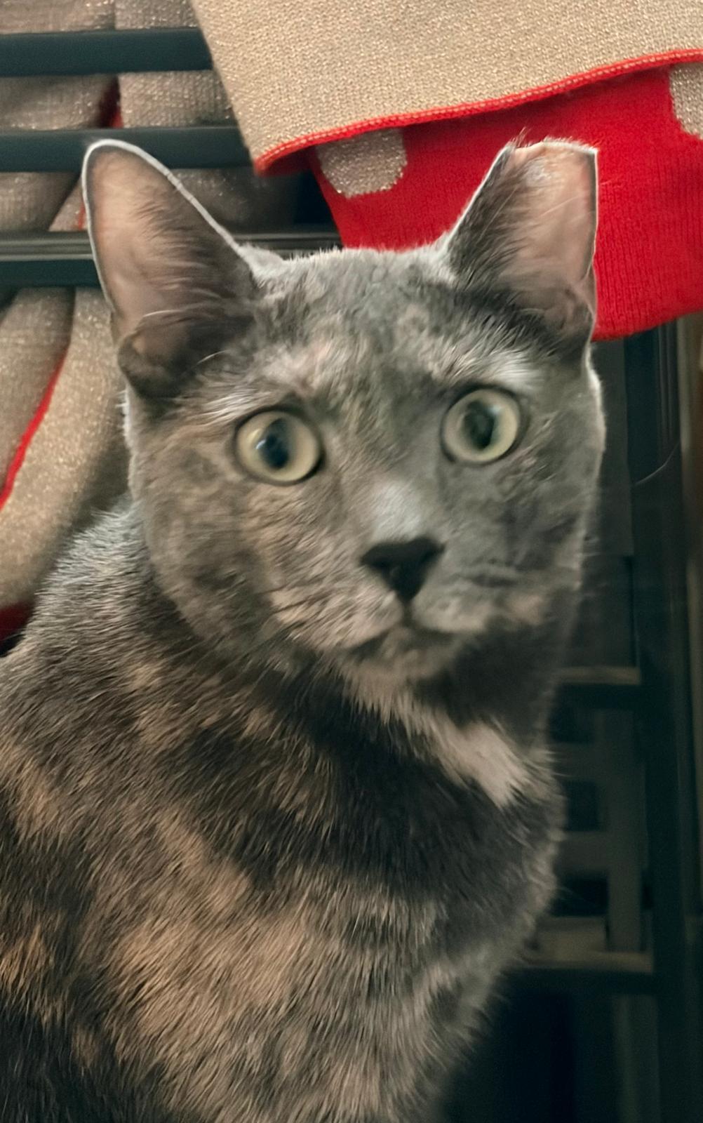 Enlarge Callie, a Adoptable Domestic Short Hair in Brooklyn, NY image 2/3