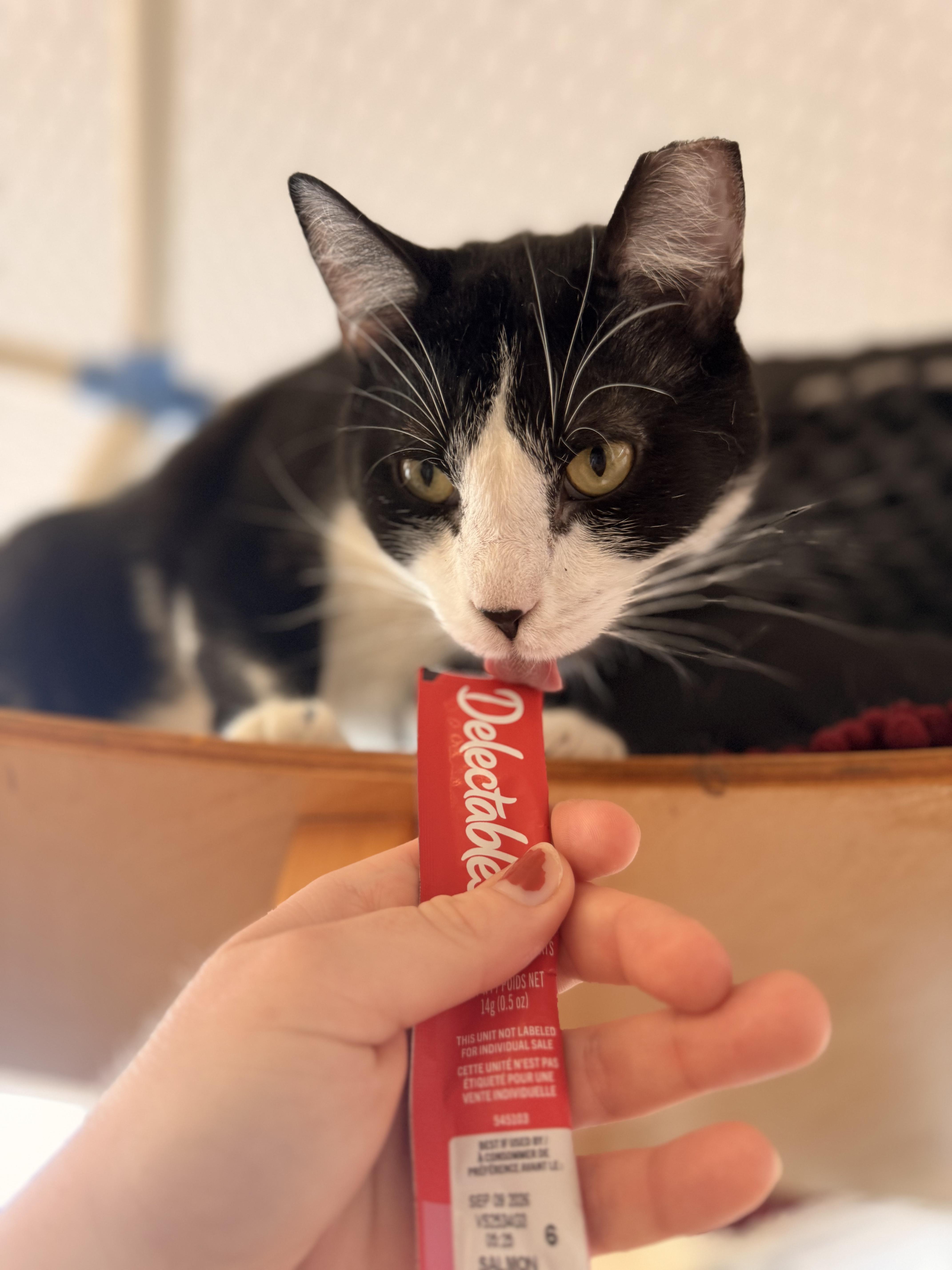 Enlarge Po, a ADOPTABLE Domestic Short Hair in St. Louis, MO image 5/5