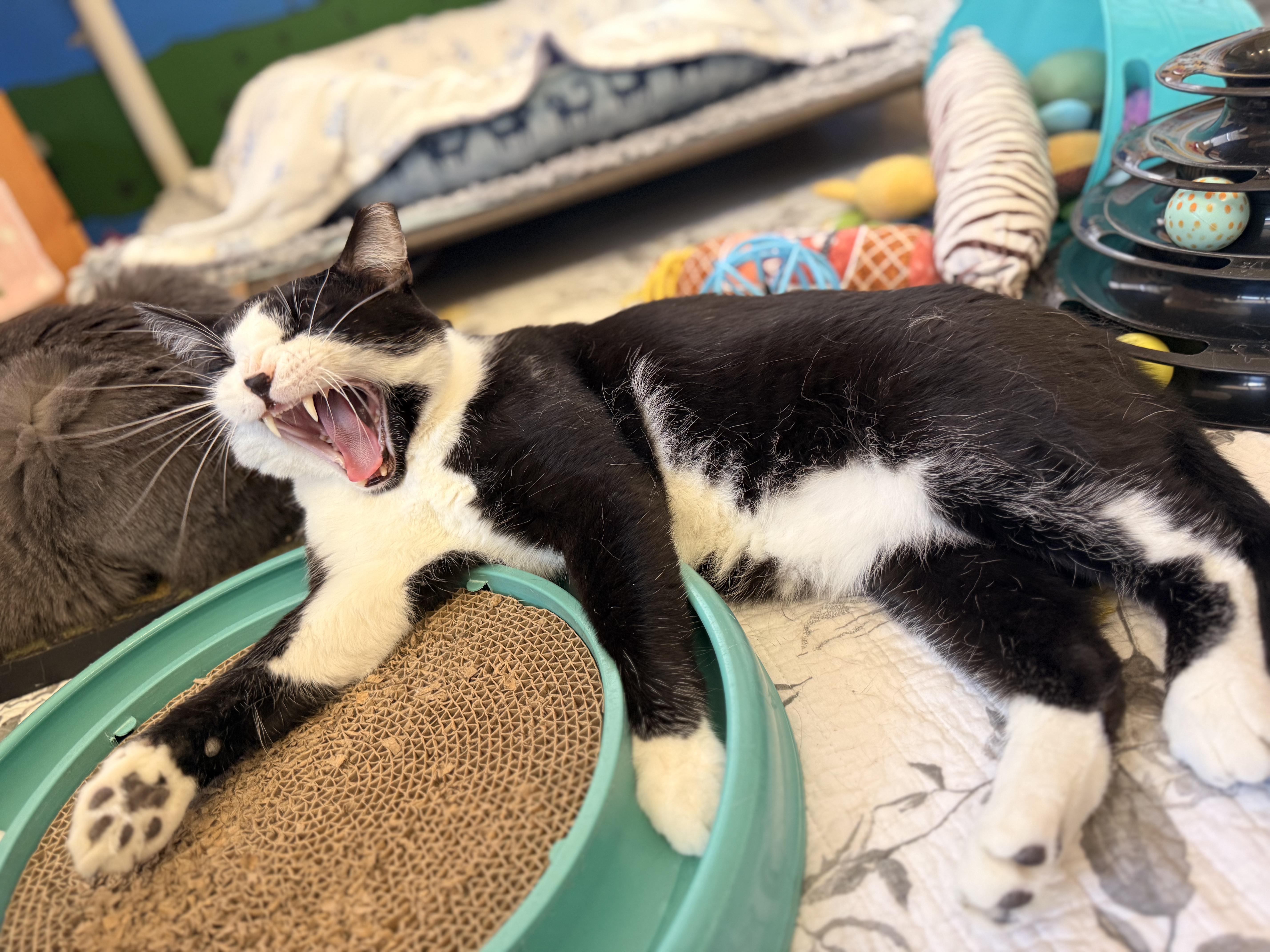 Enlarge Po, a ADOPTABLE Domestic Short Hair in St. Louis, MO image 4/5