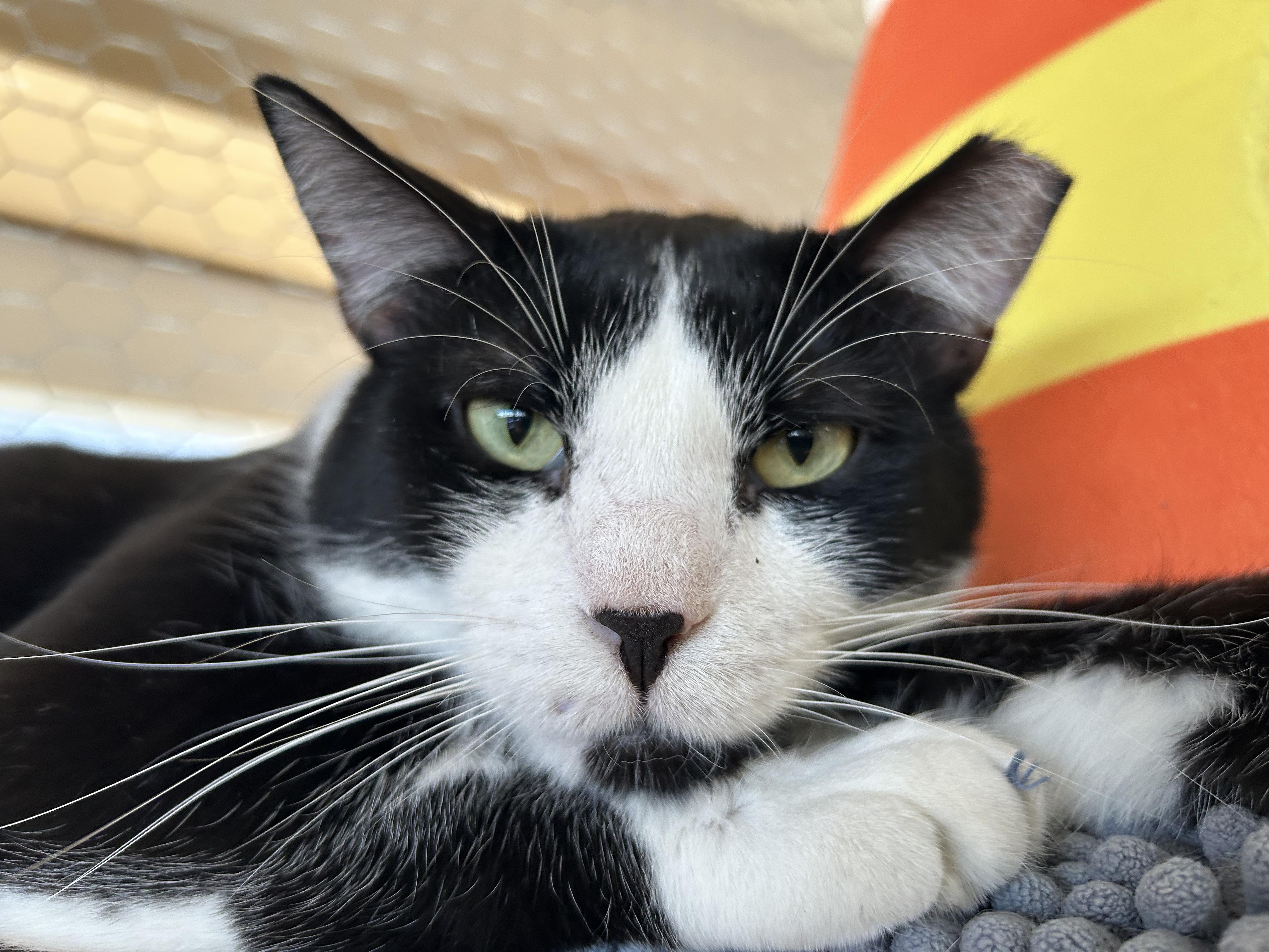 Enlarge Po, a ADOPTABLE Domestic Short Hair in St. Louis, MO image 3/5