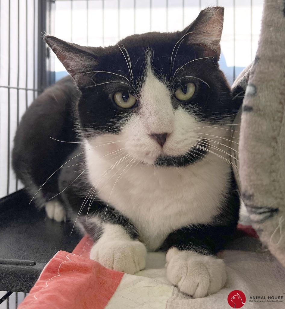 Po, ADOPTABLE, Adult Male Domestic Short Hair.