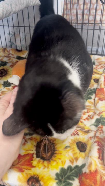 Enlarge Po, a ADOPTABLE Domestic Short Hair in St. Louis, MO video 2/2