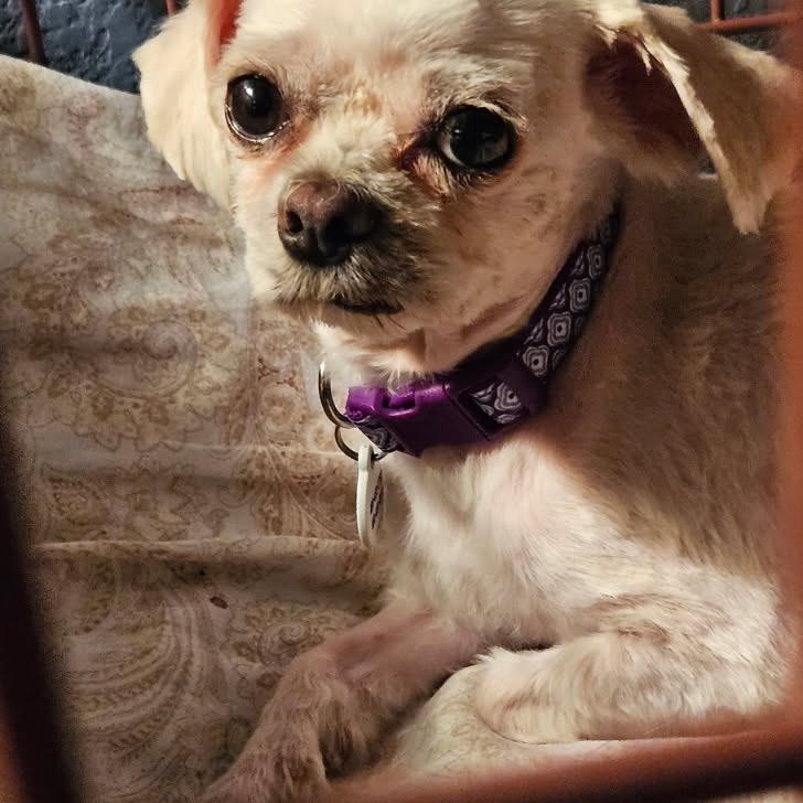 Enlarge Laverne, a Adoptable Shih Tzu in Phoenix, AZ image 1/6