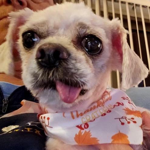 Enlarge Laverne, a Adoptable Shih Tzu in Phoenix, AZ image 3/6