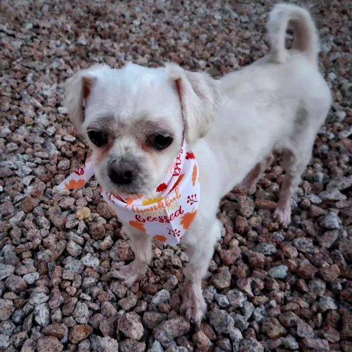 Enlarge Laverne, a Adoptable Shih Tzu in Phoenix, AZ image 5/6