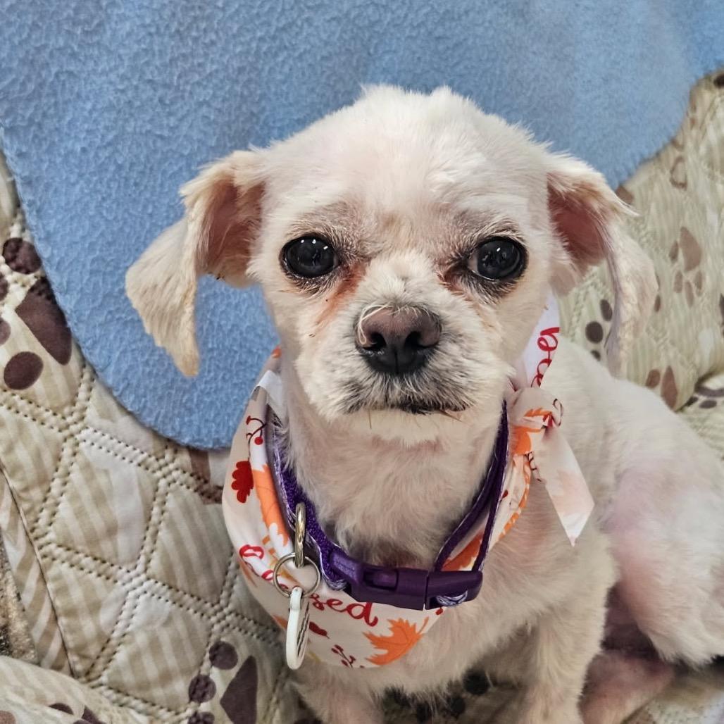 Enlarge Laverne, a Adoptable Shih Tzu in Phoenix, AZ image 6/6