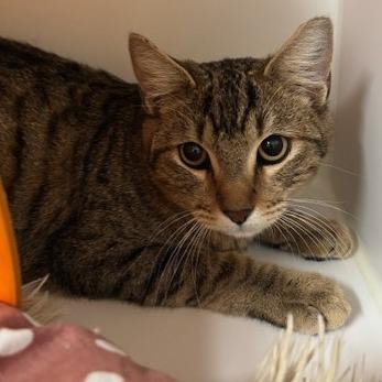 Enlarge Odysseus, a Adoptable Domestic Short Hair in Tempe, AZ image 1/1