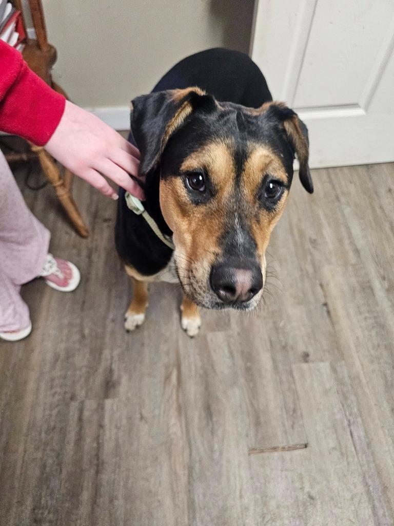 Harley, Adoptable, Young Male Hound.