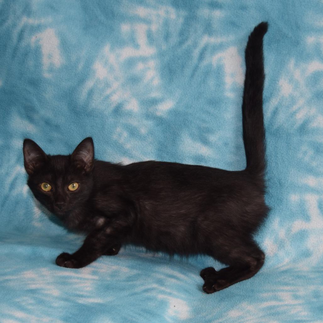 Enlarge Lupin, a Adoptable Domestic Short Hair in Eureka, CA image 1/3
