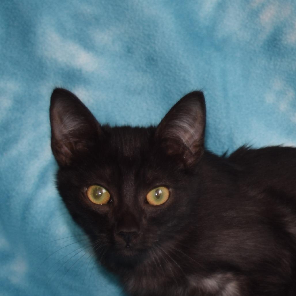 Enlarge Lupin, a Adoptable Domestic Short Hair in Eureka, CA image 2/3