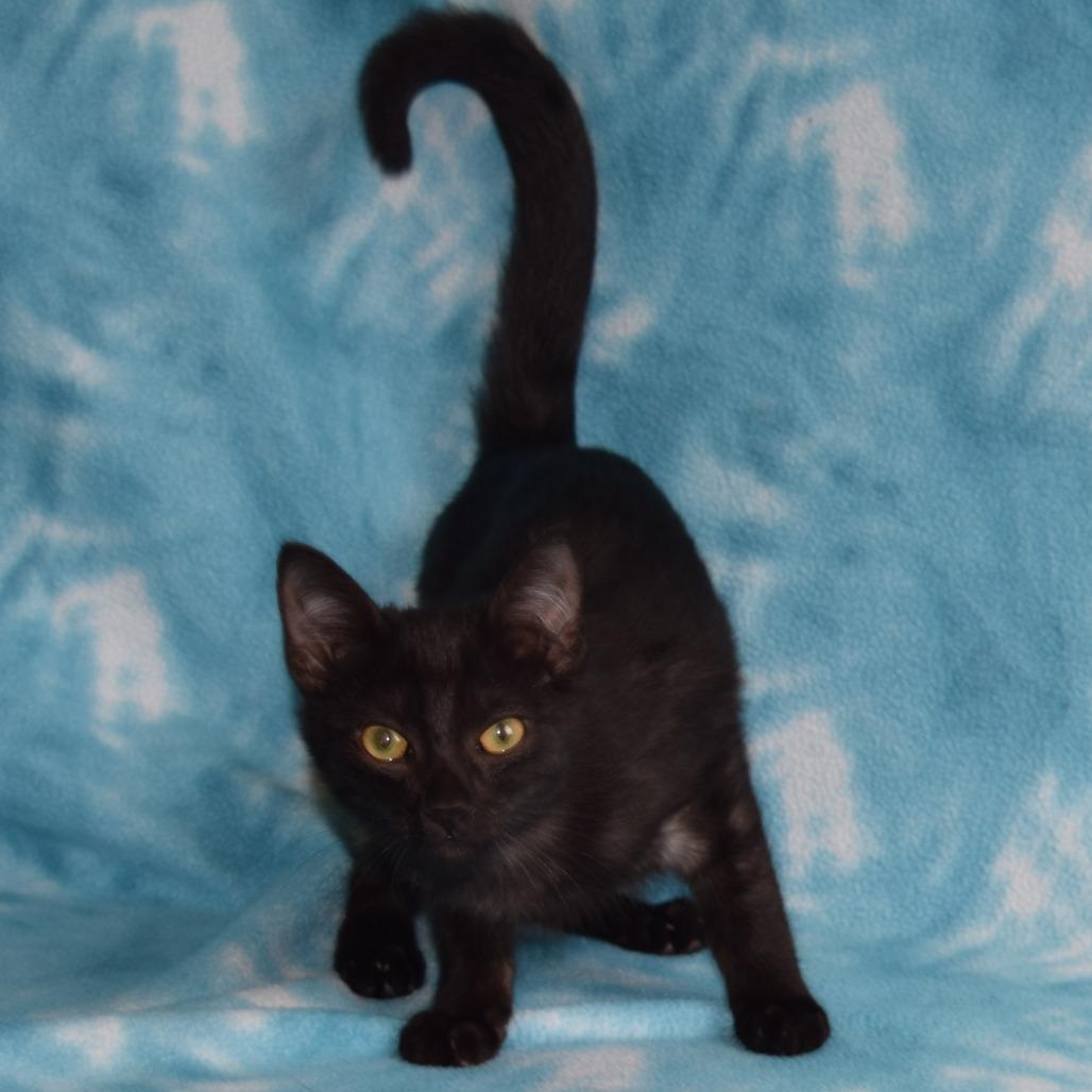 Enlarge Lupin, a Adoptable Domestic Short Hair in Eureka, CA image 3/3
