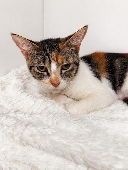 Denali, Adoptable, Adult Female Domestic Short Hair & Domestic Short Hair.