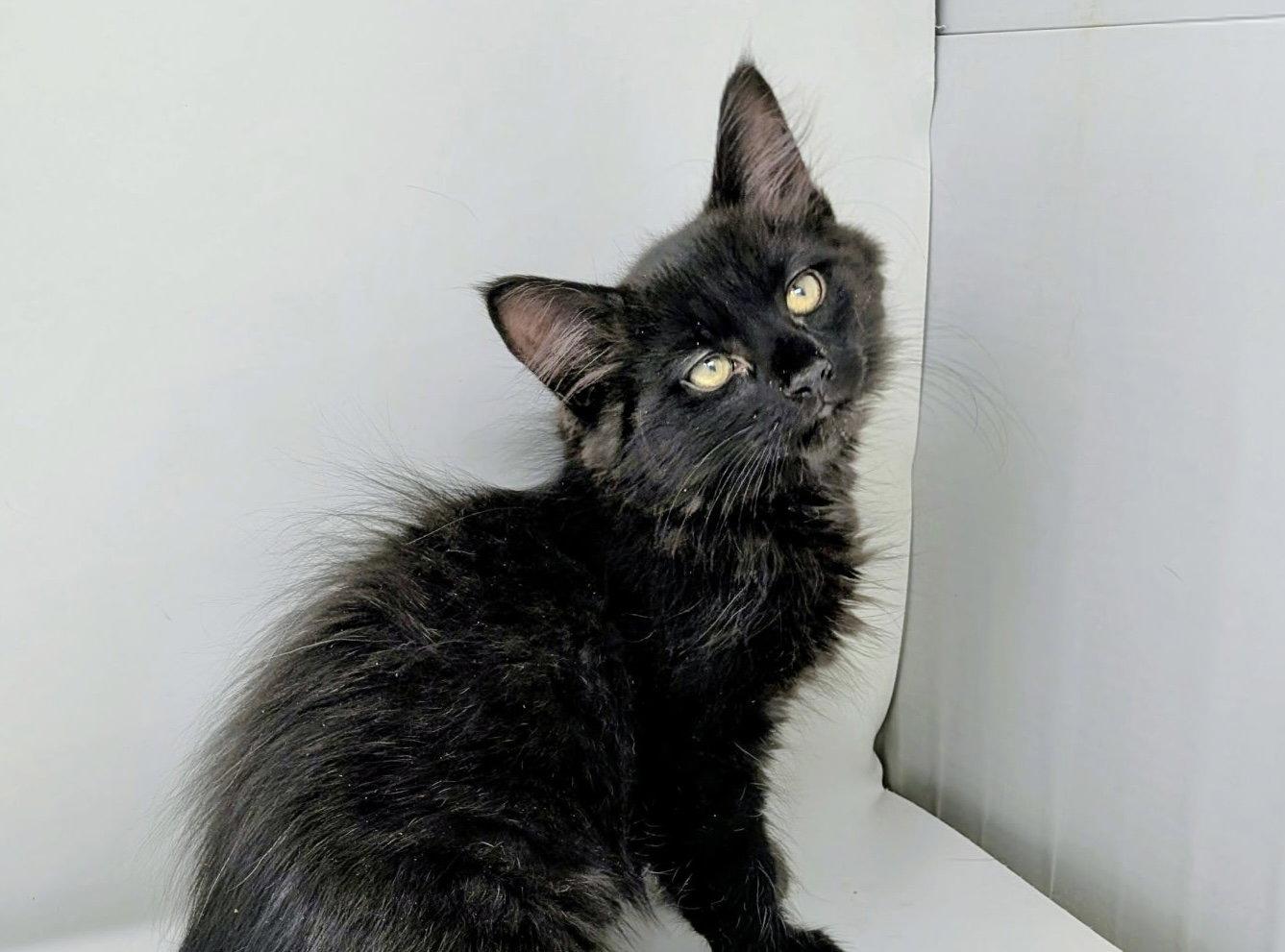 Shamrock, a Adoptable Domestic Long Hair in Fishkill, NY image 1/3