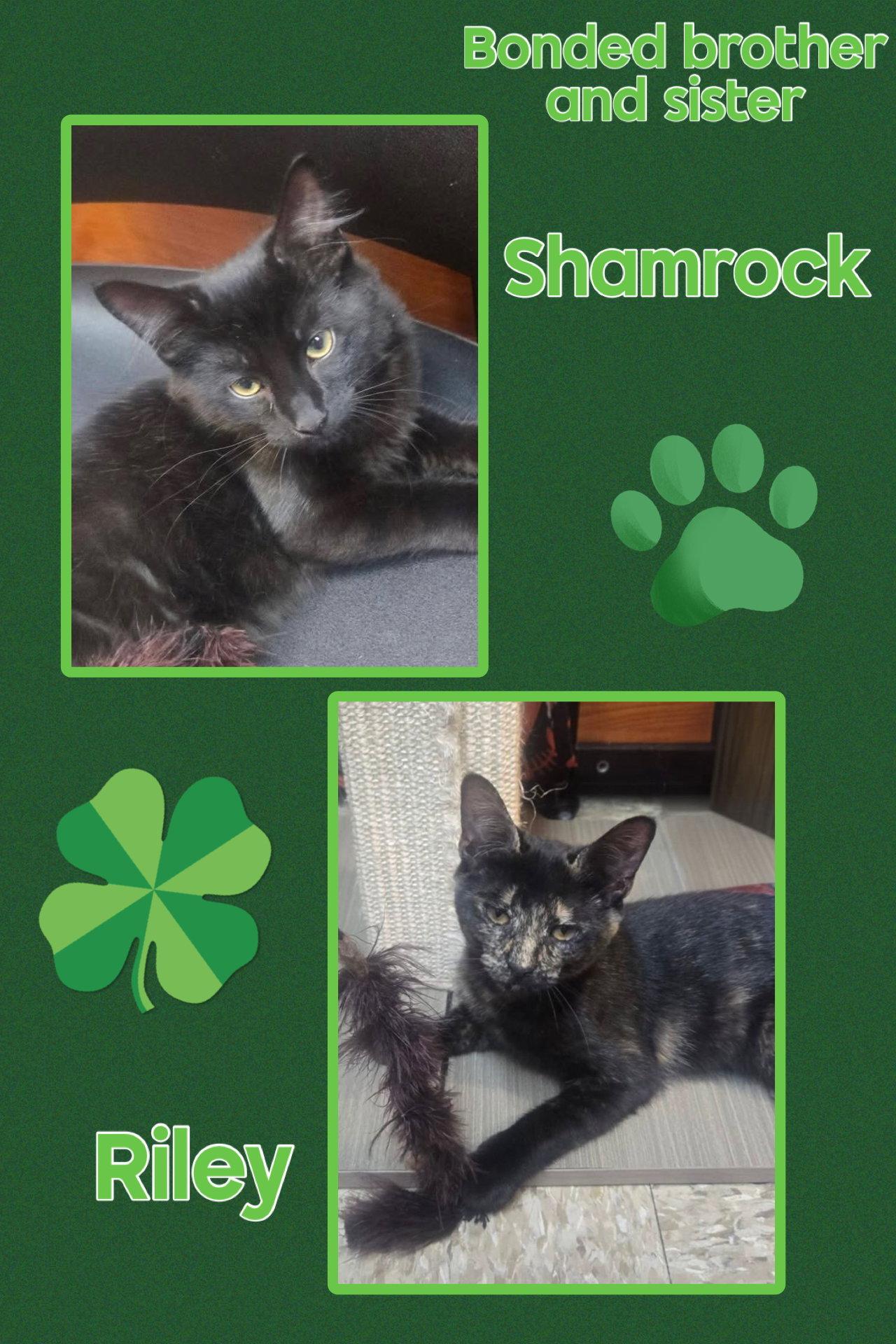 Shamrock, a Adoptable Domestic Long Hair in Fishkill, NY image 2/3