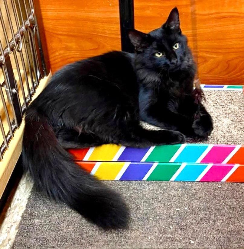 Enlarge Shamrock, a Adopted Domestic Long Hair in Fishkill, NY image 2/3