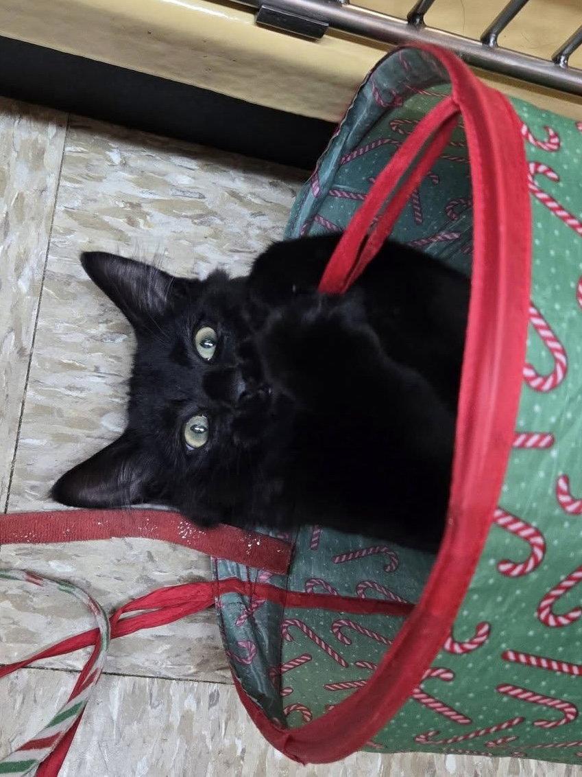 Shamrock, a Adoptable Domestic Long Hair in Fishkill, NY image 3/3