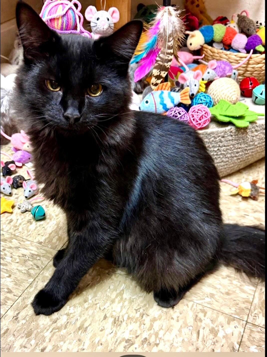 Enlarge Shamrock, a Adopted Domestic Long Hair in Fishkill, NY image 3/3
