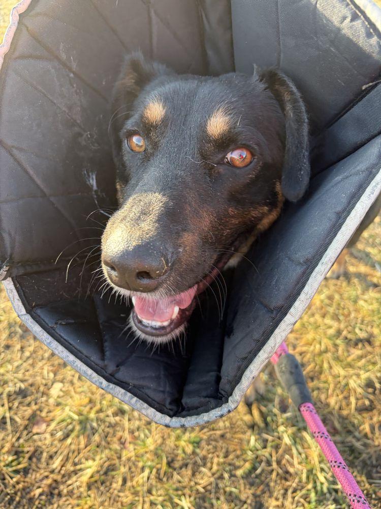 Spike, a Adoptable Mixed Breed in Alexandria, VA image 1/2