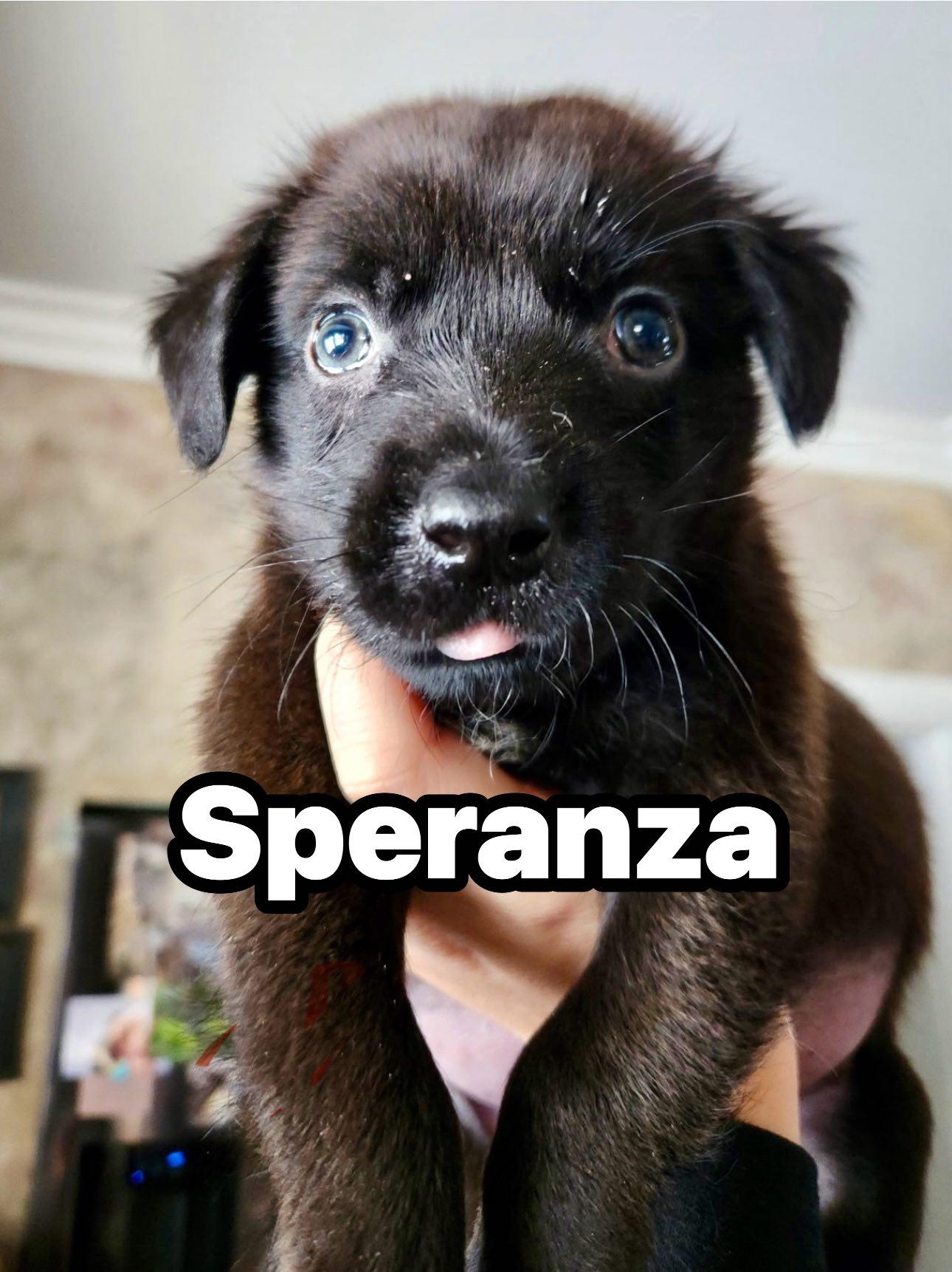 Enlarge speranza, a ADOPTABLE mixed breed in Macomb, MI image 1/1