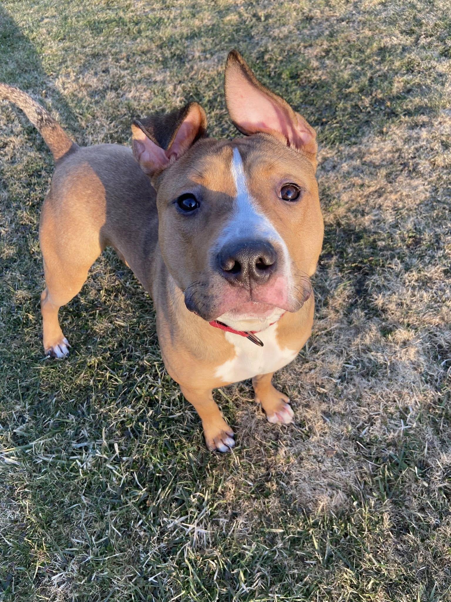 Enlarge Scooter! Dog Friendly! , a ADOPTABLE mixed breed in Port Huron, MI image 4/6