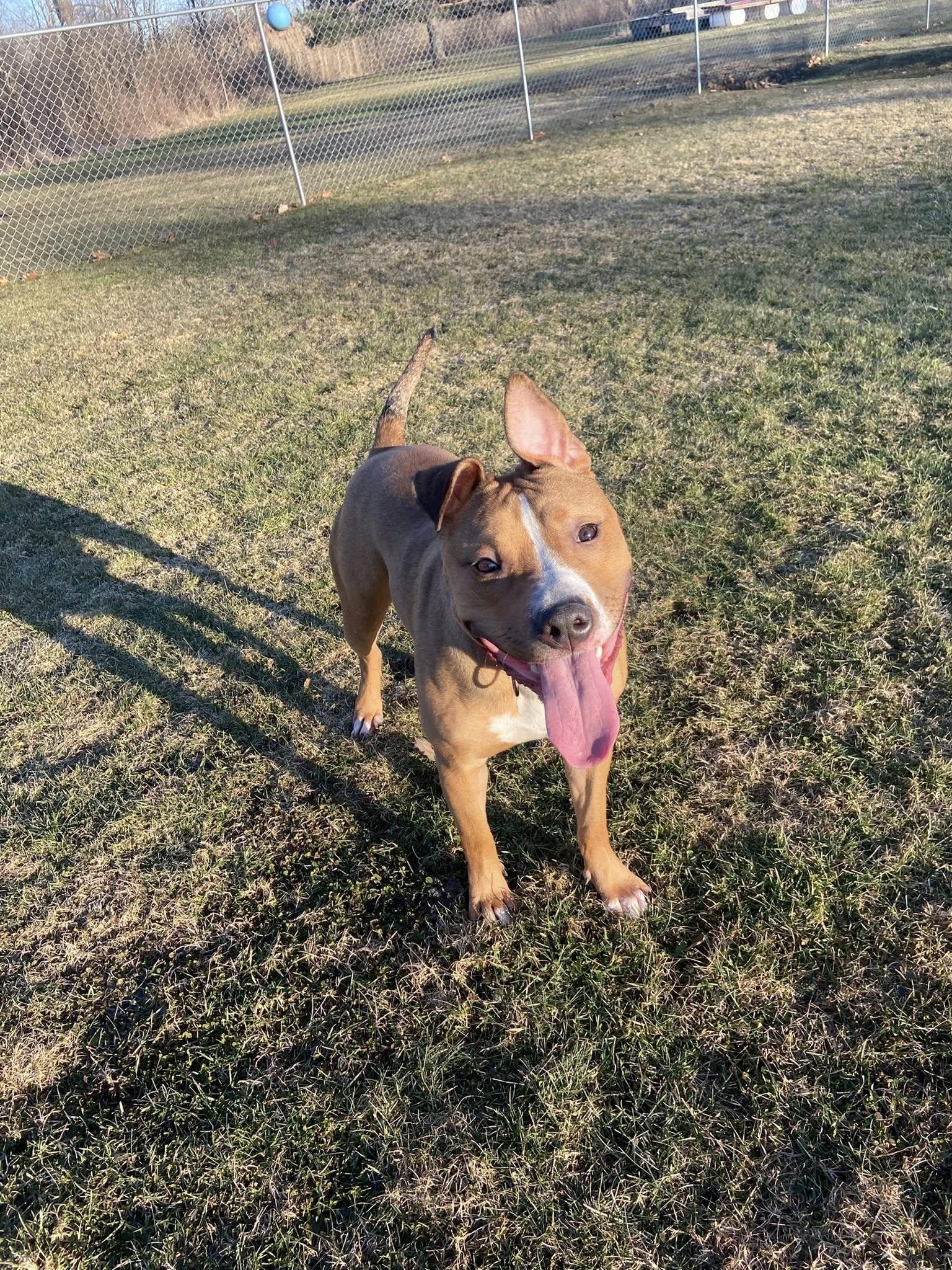 Enlarge Scooter! Dog Friendly! , a ADOPTABLE mixed breed in Port Huron, MI image 3/6
