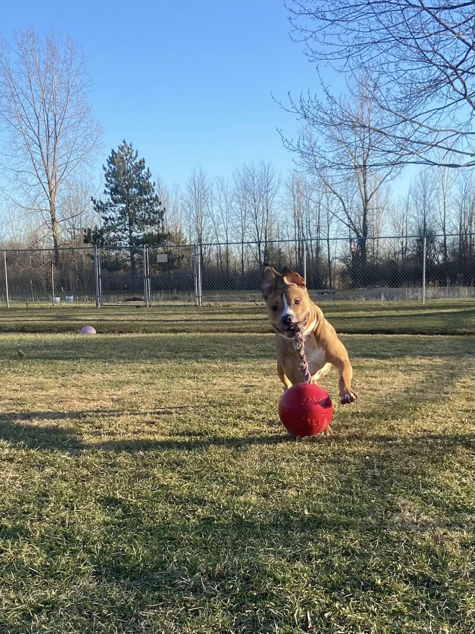 Enlarge Scooter! Dog Friendly! , a ADOPTABLE mixed breed in Port Huron, MI image 2/6