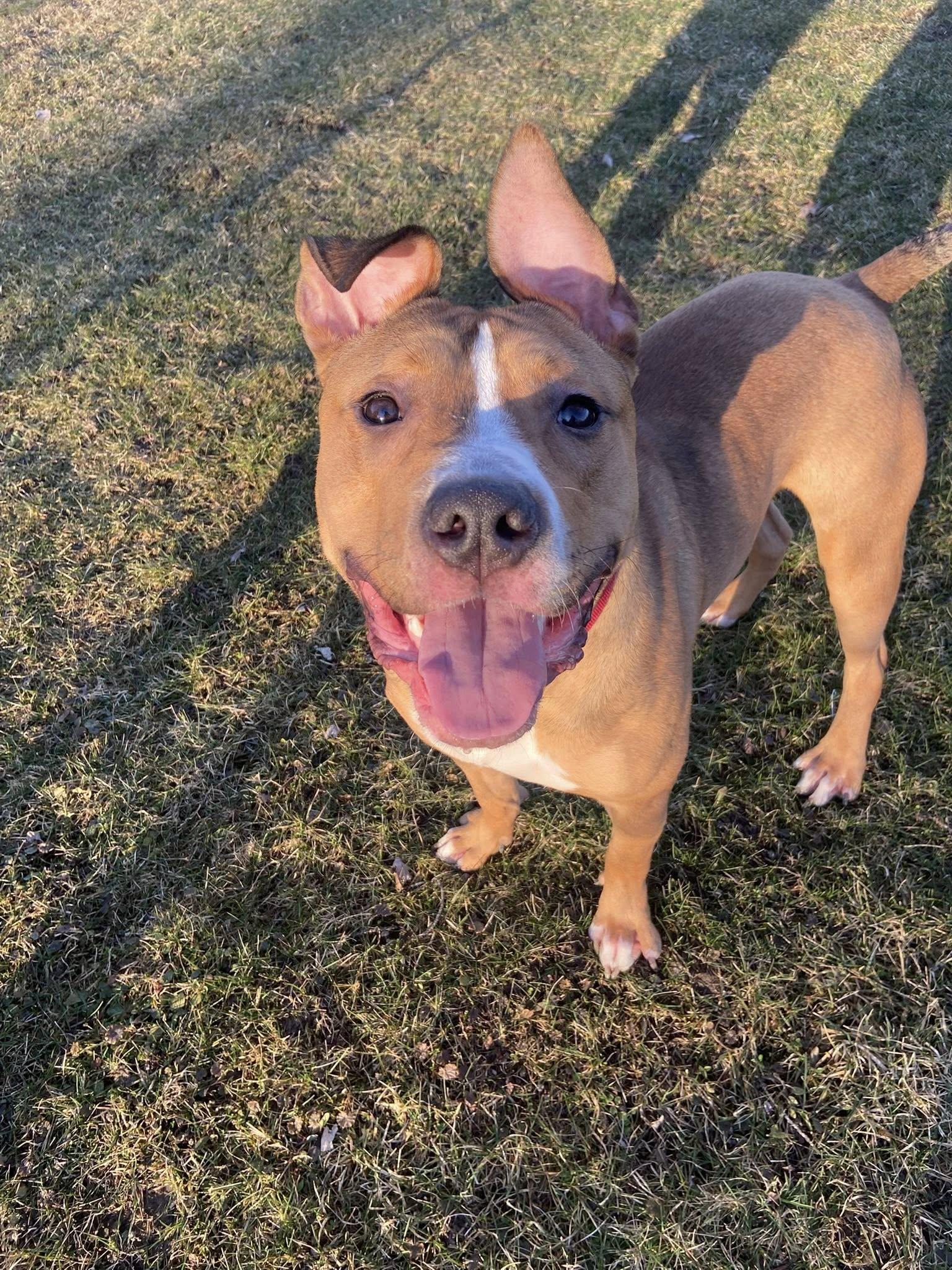 Scooter! Dog Friendly! , ADOPTABLE, Young Male American Staffordshire Terrier & Pit Bull Terrier.