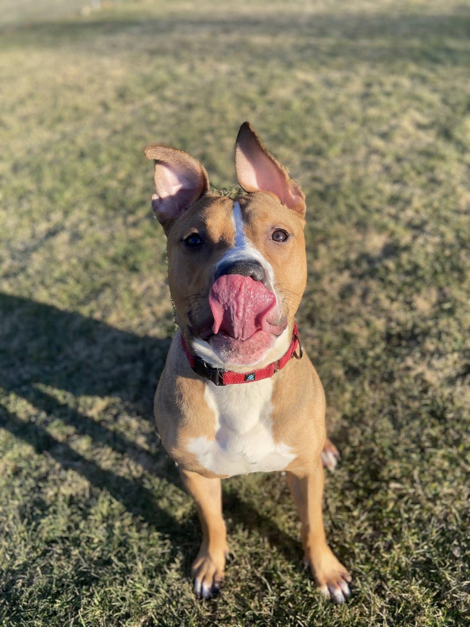 Enlarge Scooter! Dog Friendly! , a ADOPTABLE mixed breed in Port Huron, MI image 6/6