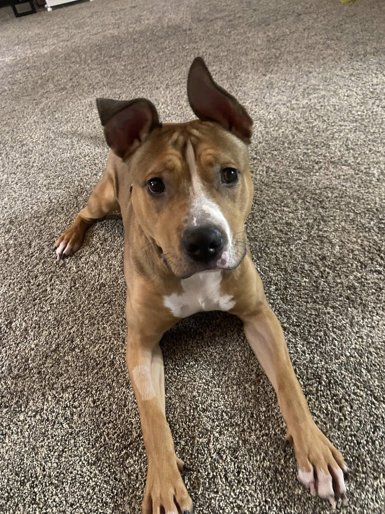 Enlarge Scooter! Dog Friendly! , a ADOPTABLE mixed breed in Port Huron, MI image 5/6