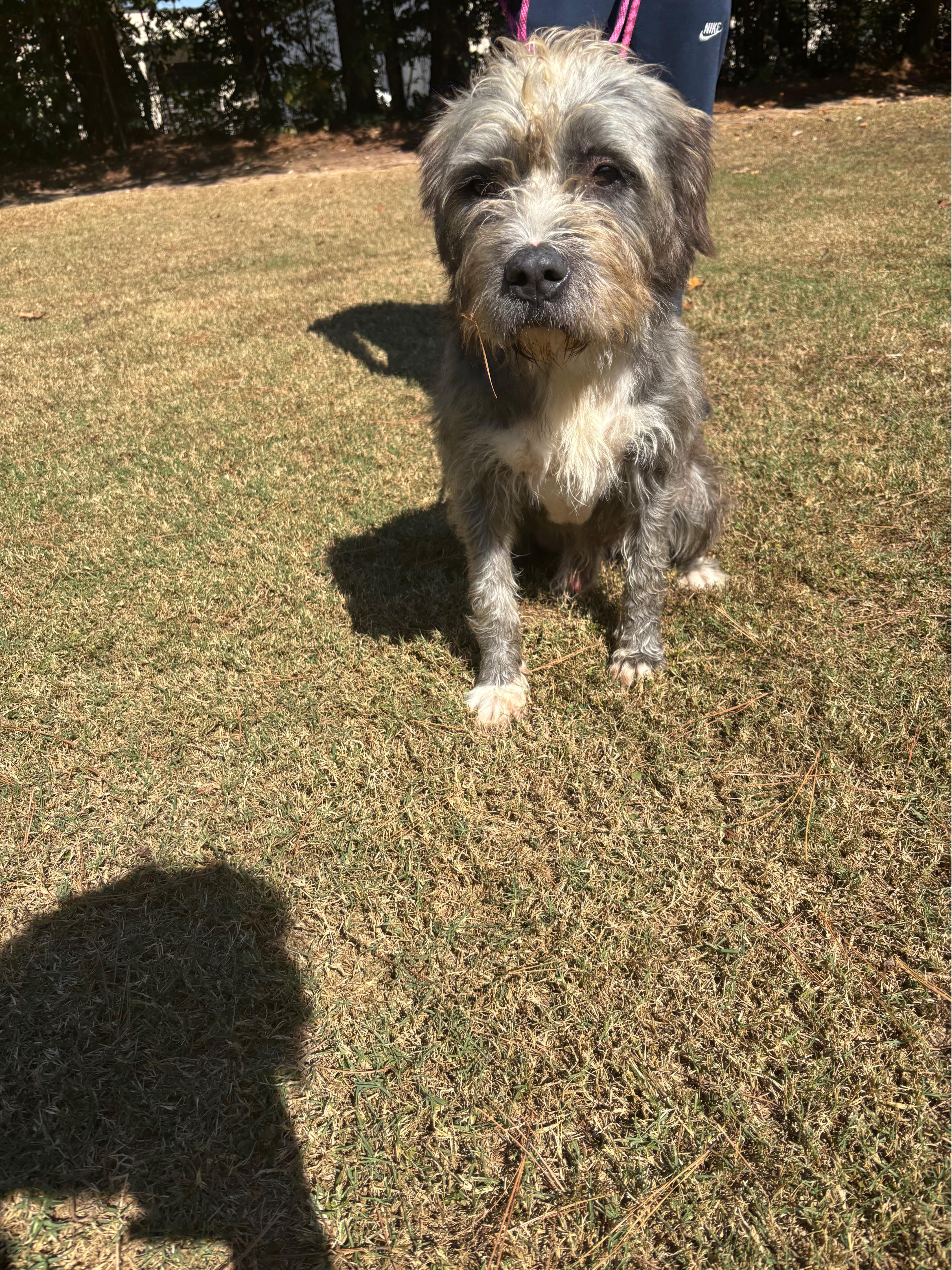 Enlarge Harry, a Adopted Wirehaired Terrier in Smyrna, GA image 2/3