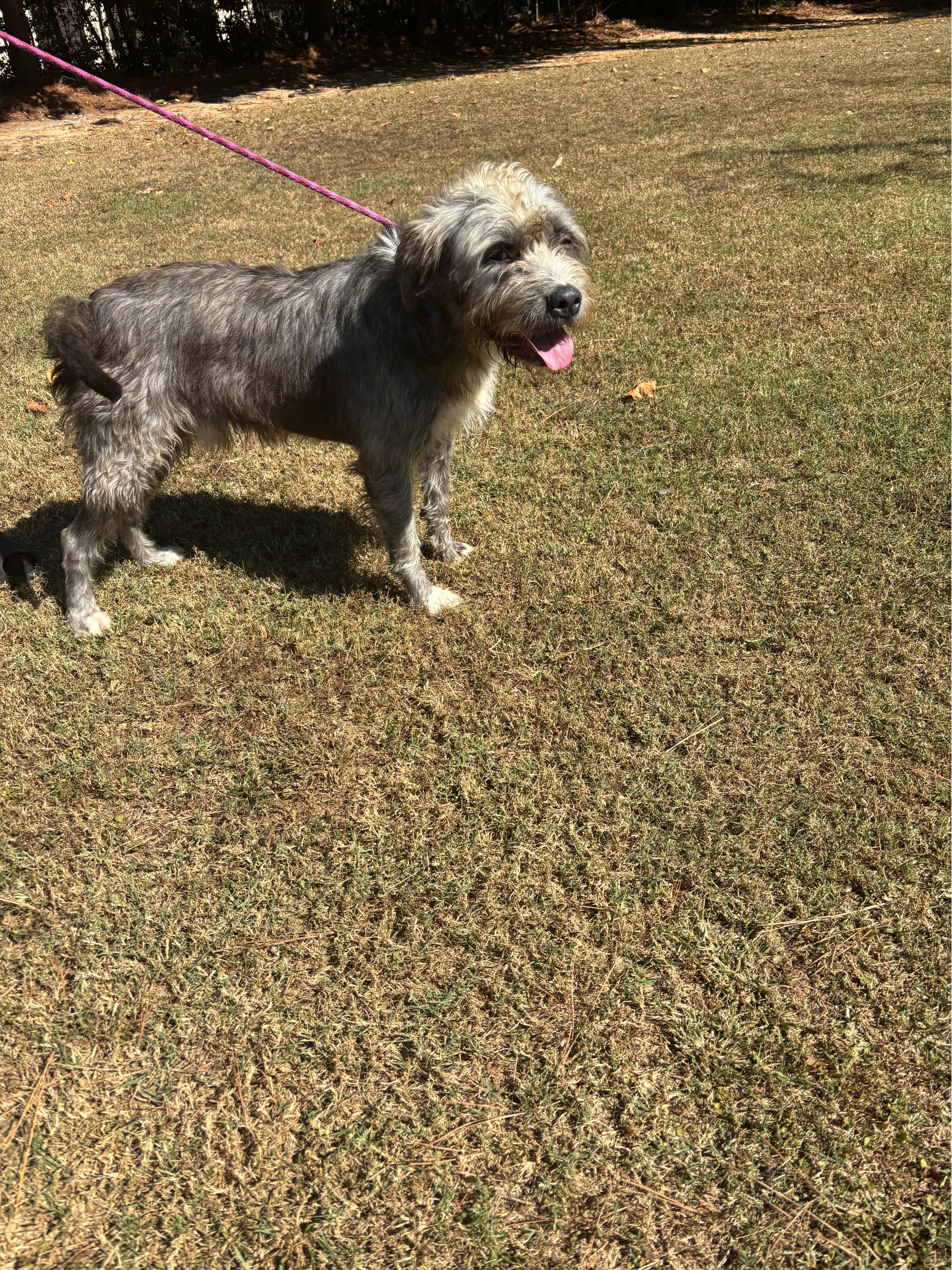 Enlarge Harry, a Adopted Wirehaired Terrier in Smyrna, GA image 3/3